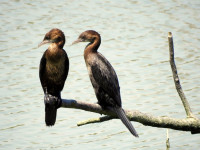 Parco di San Giuliano Mestre